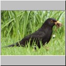 Turdus merula - Amsel m13.jpg